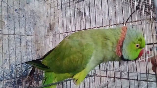 Indian Ringneck Talking Parrot - Beautiful Green Parrot
