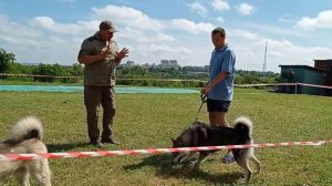 экстерьер 2021 Западно-Сибирские Лайки  часть 2