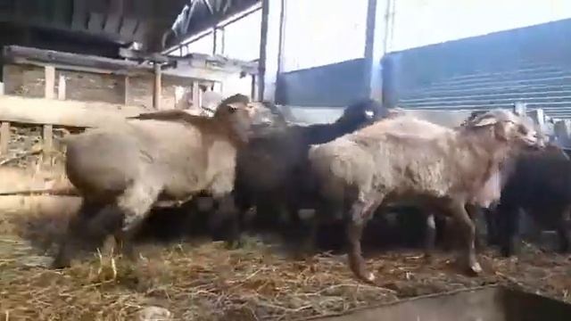 Отборный  бараны-производители пород Эдилбай