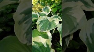 ХОСТЫ. хоста ОРИОН БЕЛТ #ХОСТЫ #хостыпочтой #растениядлятени #хостомания