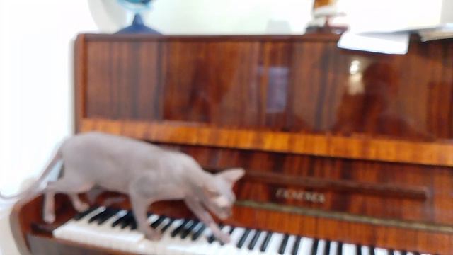 Букля играет на пианино🎹
