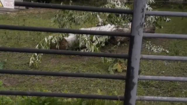 Путешествие в Москву. Зоопарк смотреть онлайн