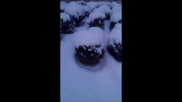 Самшит зимой смотреть онлайн