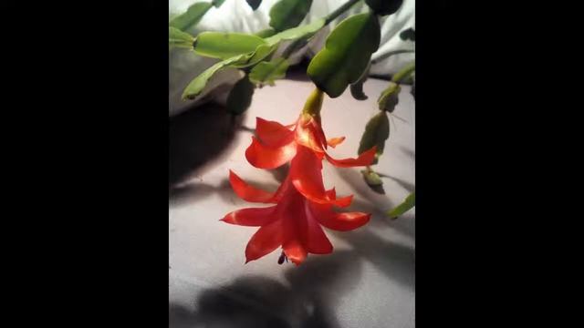 Йога нидра - кратка практика; Yoga Nidra - а short practice смотреть онлайн