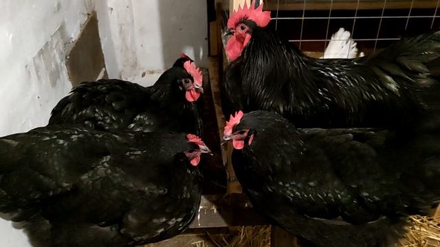 Порода кур Австралорп чёрный. Особенности содержания кур после года жизни. Линька, ожирение. смотреть онлайн