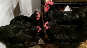 Порода кур Австралорп чёрный. Особенности содержания  кур после года жизни. Линька, ожирение.