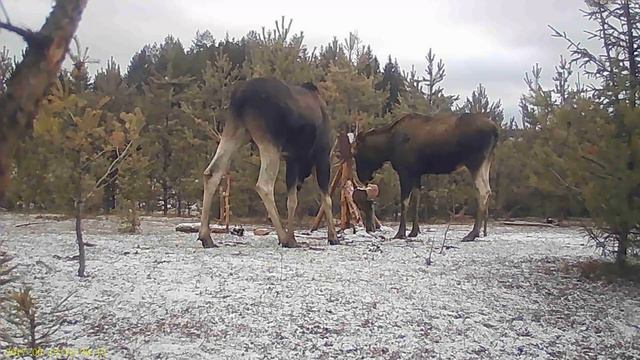 Лосяш смотреть онлайн