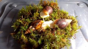 Грунт для улиток ахатина.