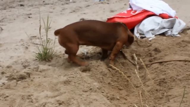Такса, 5 месяцев Dachshund