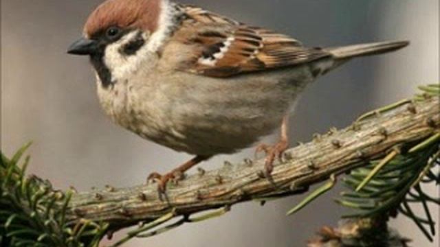 Аудиозапись рассказа Е.Соколовой. Воробей. смотреть онлайн