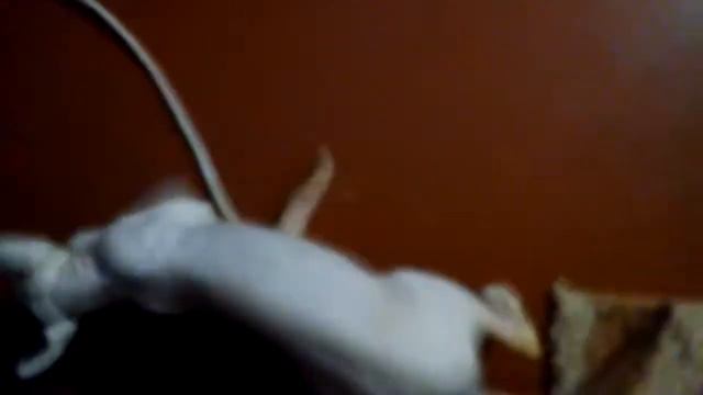 Пьяный сфинкс))))) смотреть онлайн