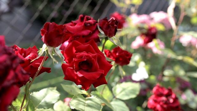 Relaxing Piano Music with Rose Flower-sleep Music, Beautiful Music with Rose Flowers смотреть онлайн