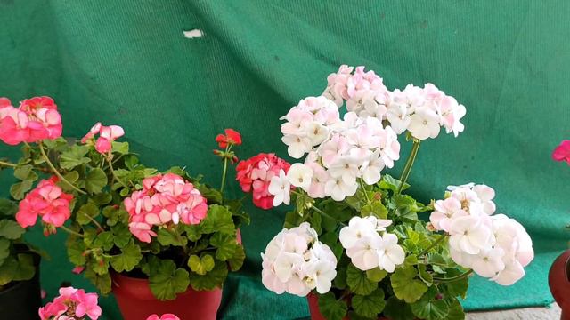 grow nd care geranium plant/ जिरेनियम की देखभाल कैसे करें смотреть онлайн
