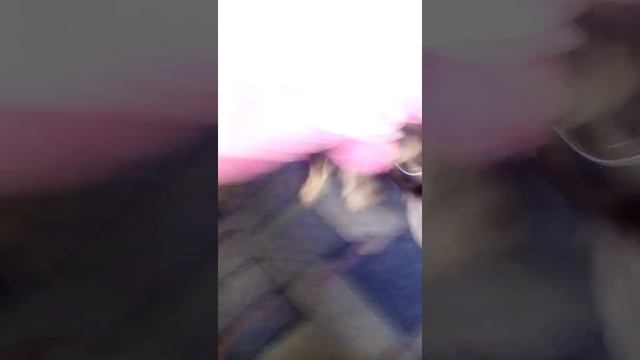 Моя собака Мила. смотреть онлайн