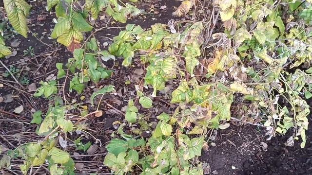 16.10.2022. Тыква розовый банан рекомендую. Подкормил в зиму малину. смотреть онлайн