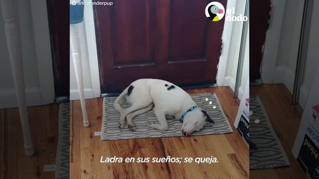 Perrito ciego y sordo empieza a sentirse seguro | El Dodo смотреть онлайн