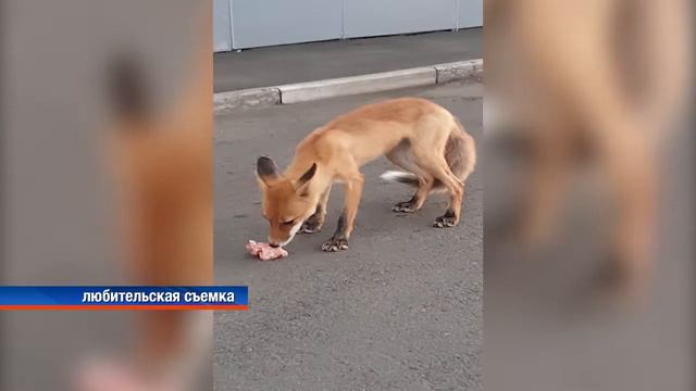 В аэропорту Братска подают лисий обед. Коллектив летно смотреть онлайн