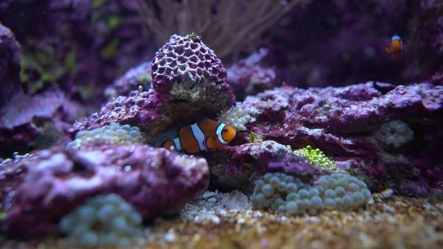 Relaxing Music for Stress Relief ? Beautiful Aquarium ? Soothing Music for Study, Sleep & Spa смотреть онлайн