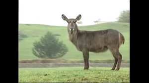 (Антилопа) Водяной козел - Kobus ellipsiprymnus – Козел водяний – Waterbuck