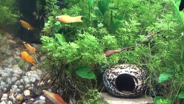 Аквариумы 2020 Ноябрь - 3 смотреть онлайн