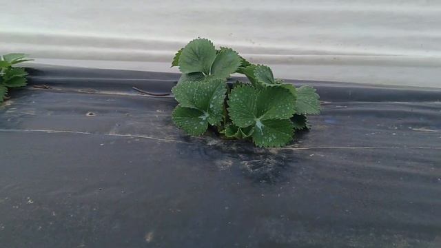 Делаю мини туннели для получения ранней ягоды клубники смотреть онлайн