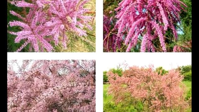 Тамарикс дачная живая изгородь смотреть онлайн