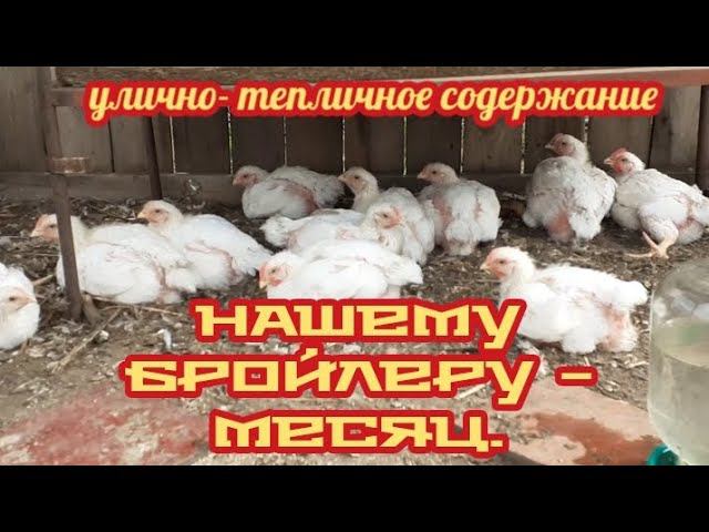 Нашему бройлеру месяц. Улично-тепличное содержание - проще некуда. смотреть онлайн