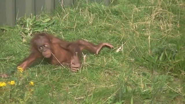Orangutans Chester Zoo FUNNY смотреть онлайн