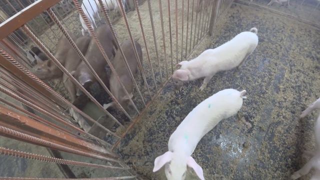 Будни свиновода смотреть онлайн