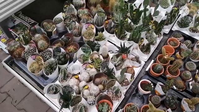 КОМНАТНЫЕ ЦВЕТЫ. Обзор магазина OBI. Новинки, цены и ассортимент в OBI. г. Краснодар. смотреть онлайн