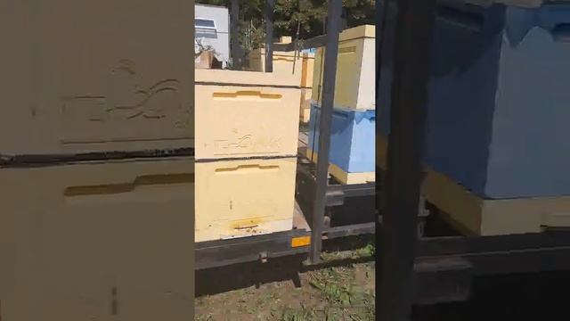 Пчелоприцеп, платформа для пчёл, для 44 улья на уаз . смотреть онлайн