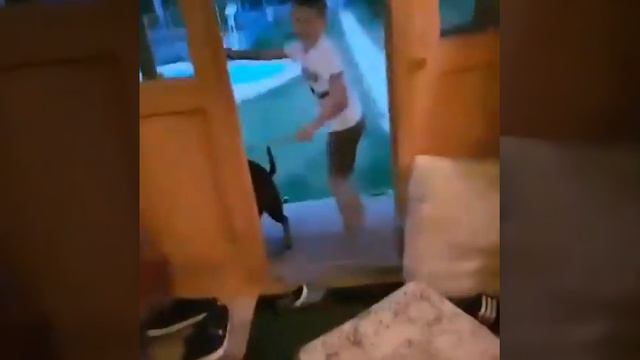 Лимон и кекс .Тайский риджбек