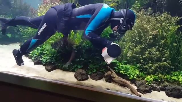Как чистить стекло в аквариуме | How to clean the glass in the aquarium смотреть онлайн