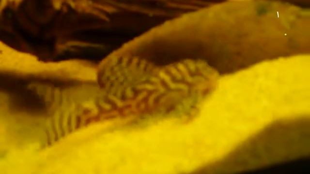 Hypancistrus Sp L066 смотреть онлайн