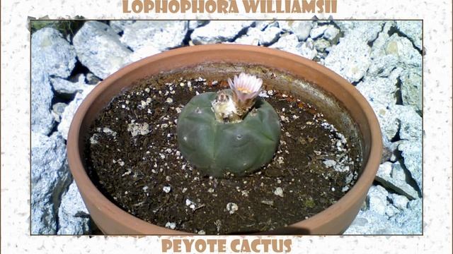 Lophophora WIlliamsii, The Peyote Cactus, timelapse. смотреть онлайн