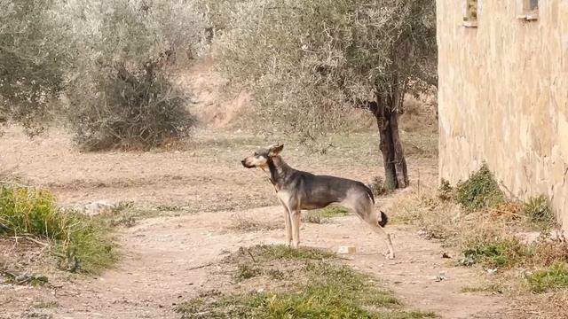 Amazing rescue! Her owner died and she waited chained for his return ! смотреть онлайн