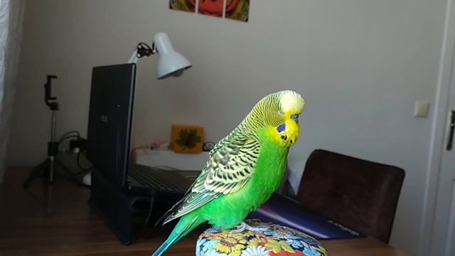 Самый Разговорчивый попугайчик Кеша #попугай #говорящийпопугай #короткиевидео #shorts смотреть онлайн