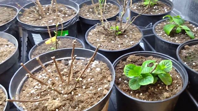 23 02  Открываю сезон 2024 г.  Выношу гортензии на террасу.