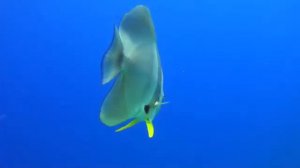 Прекрасный океан 4к. Релакс под музыку.Beautiful ocean 4k. Relax to the music