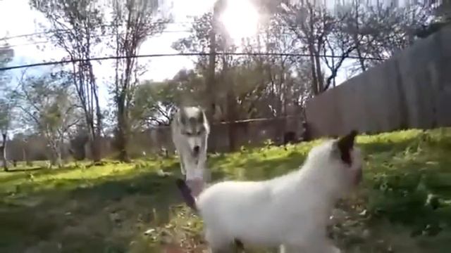 Кошка волкодав видео про кошек смешные кошки приколы с животными кошка атакует собаку Смешные прико смотреть онлайн
