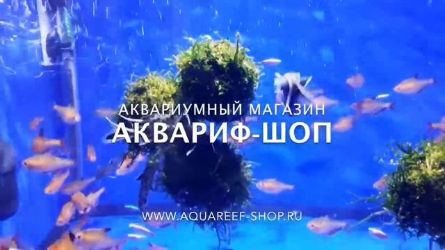 Синодонтис петрикола (Synodontis petricola) смотреть онлайн