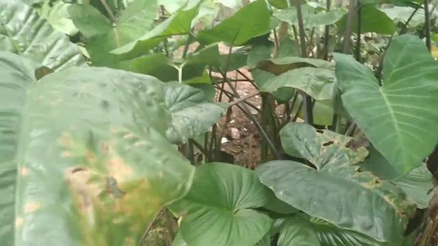 tanaman hias xanthosoma violaceum смотреть онлайн