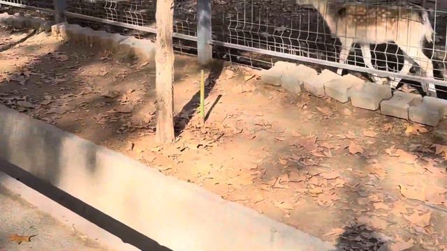 Ташкентский зоопарк #ташкент #зоопарк #ташкентскийзоопарк #ребенок #животные #дети #прогулка смотреть онлайн