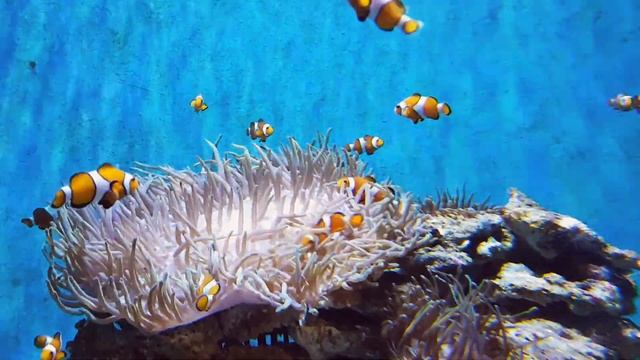 CORAL REEF AQUARIUM   BEST RELAX MUSIC • SLEEP MUSIC