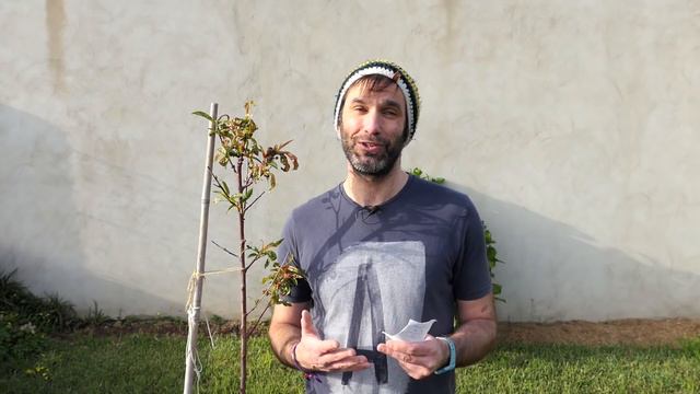 FUNGICIDA DE COBRE contra hongos: LEPRA DEL MELOCOTONERO o durazno || en20metros смотреть онлайн