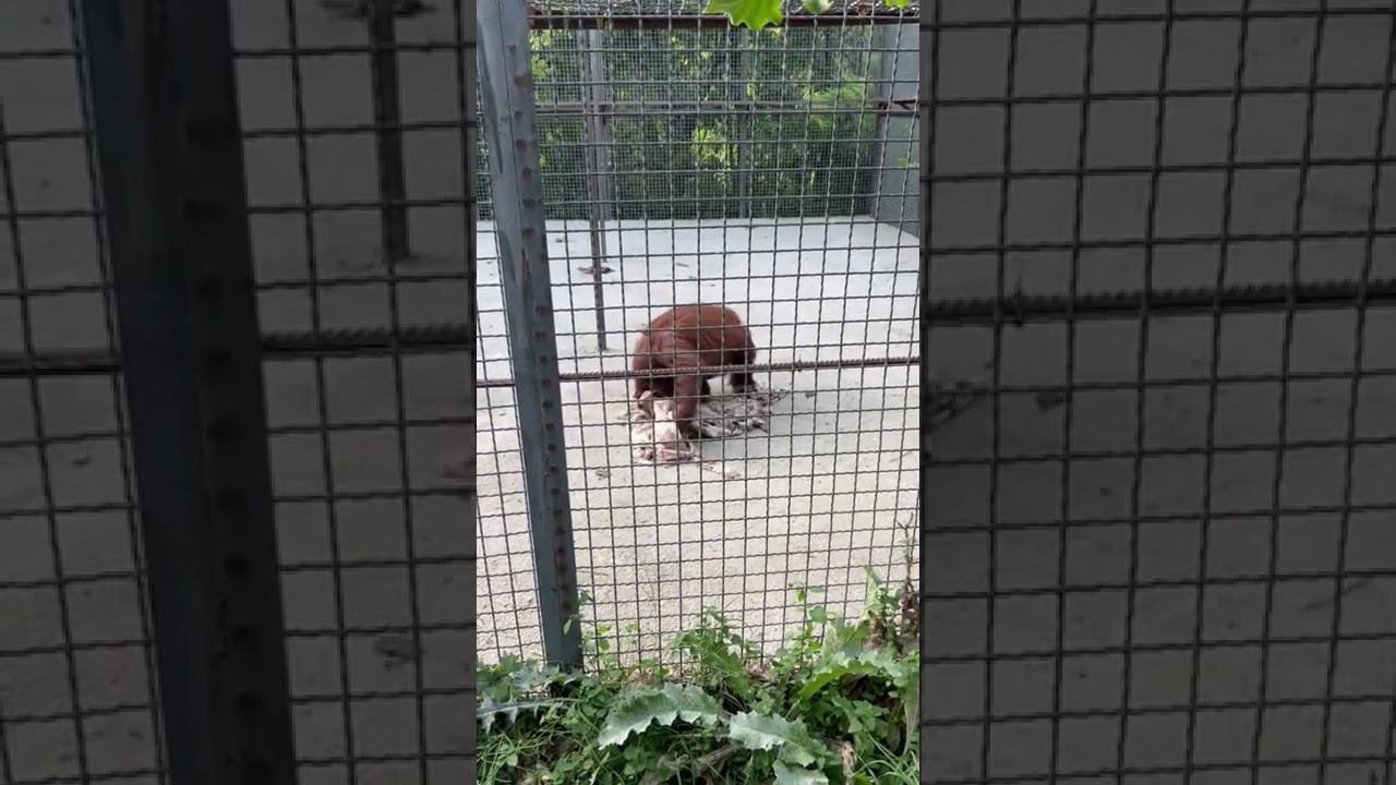 Орангутан Дана превратила плед в модную кофту. ТАЙГАН смотреть онлайн