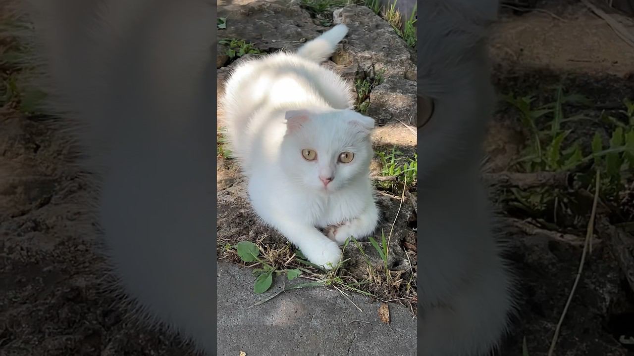 Красная смородина. Группа Ленинград. смотреть онлайн