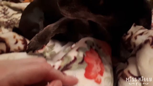 ЖАДИНА - ГОВЯДИНА / ПИЩЕВАЯ АГРЕССИЯ? НЕ ПРО НАС / Greedy/ My dog is greedy, but lovely смотреть онлайн
