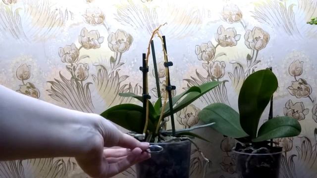 Как правильно обрезать цветонос у орхидеи? смотреть онлайн