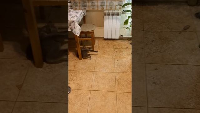 Голубичка и кроличья лапка смотреть онлайн